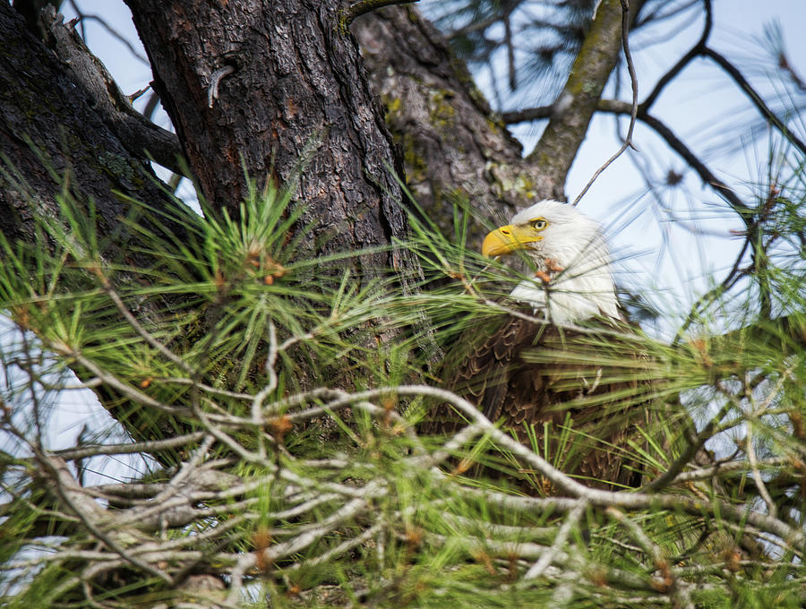 Bald Eagle Watching Photograph by Steph Gabler
