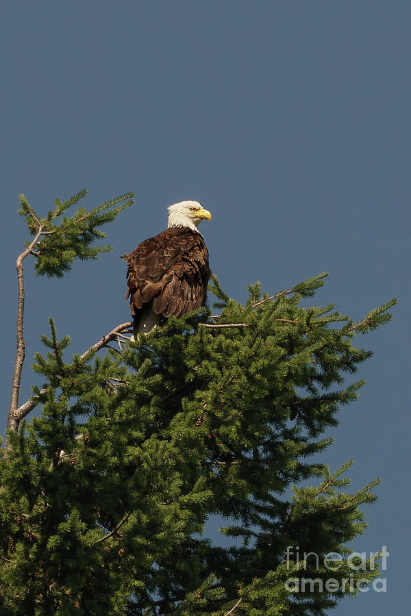 Summer Photograph - Bald Eagle Watching the Bay by Nancy Gleason