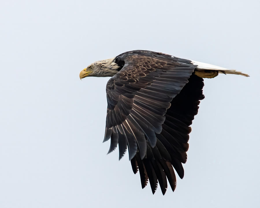 Bald Eagle Wet Photograph by Larry Maras Bald Eagle Wet Photograph by Larry Maras