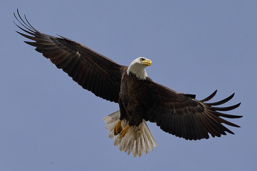 Bald Eagle Photograph by William Burgess - Pixels