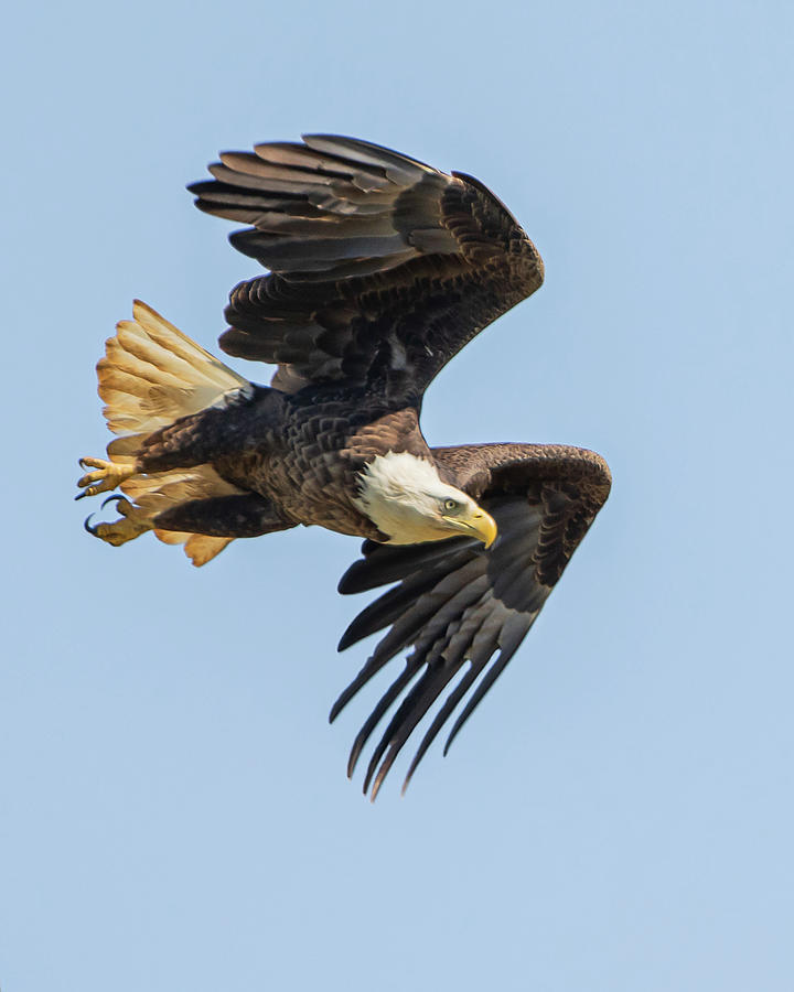 eagle wing folded