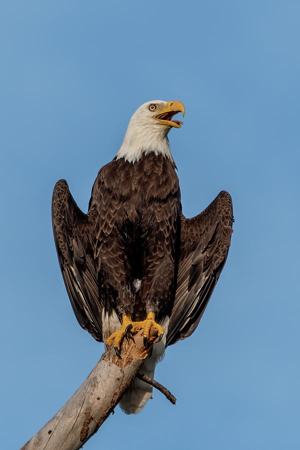 Bald Eagle Wings Spread Photograph by Bradford Martin