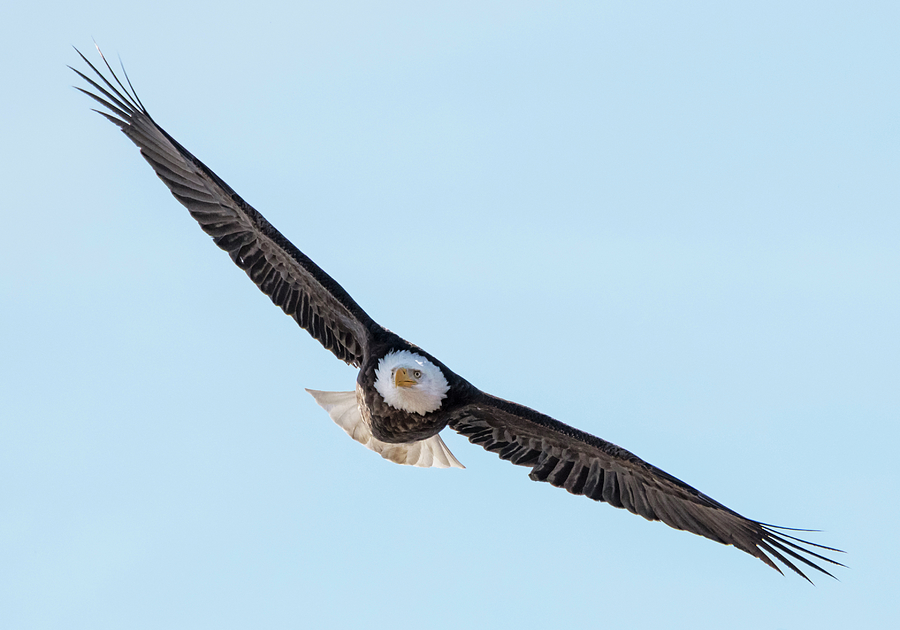 Bald Eagle Wingspan Photograph by Loree Johnson