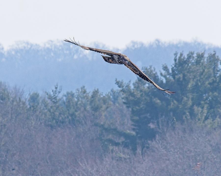 Bald eagle, Wisconsin River Photograph by Steven Ralser