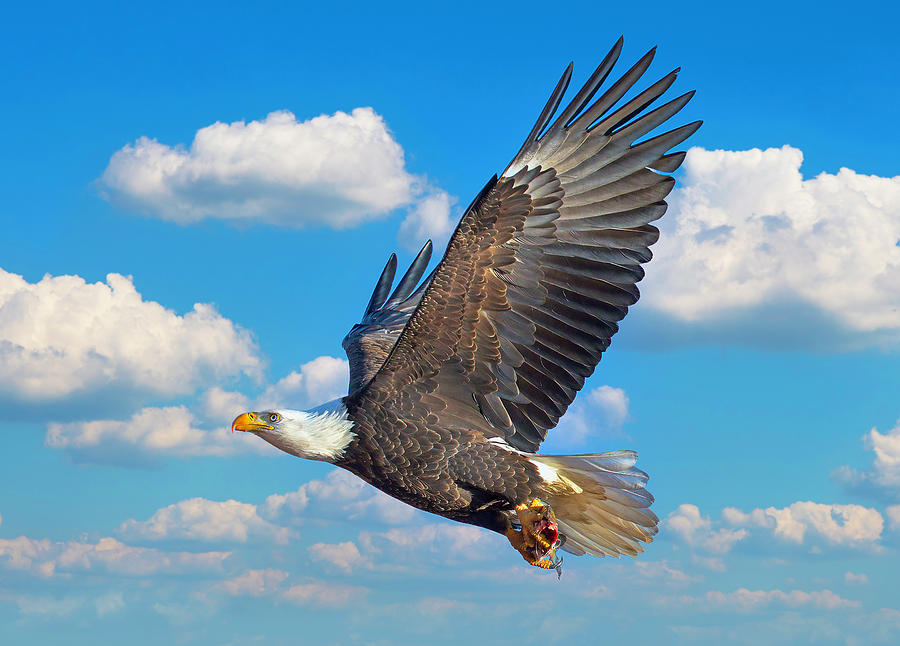 Bald Eagle with a Catch Photograph by Lowell Monke - Fine Art America