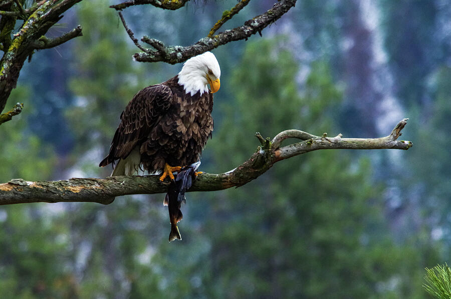 Bald eagle with a fish on a limb Photograph by Jeff Swan