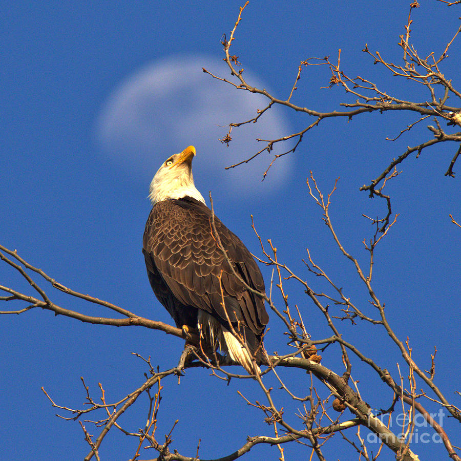 Bald Eagle With a Moon Halo Photograph by Adam Jewell