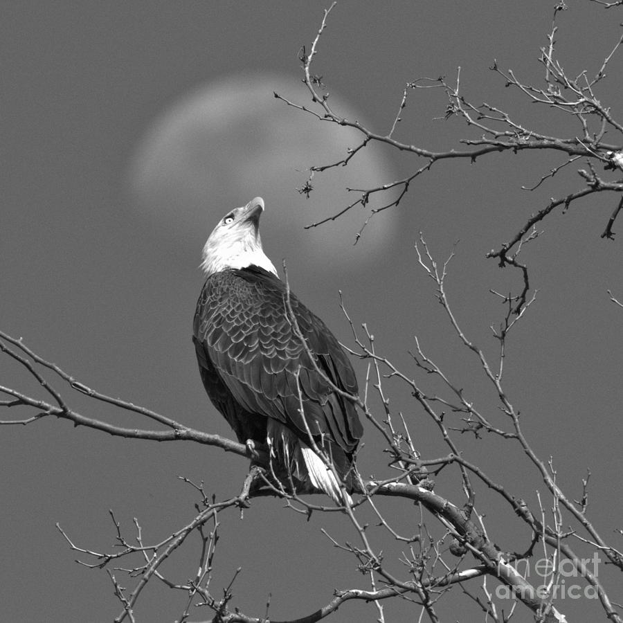 Bald Eagle With a Moon Halo Black And White Photograph by Adam Jewell