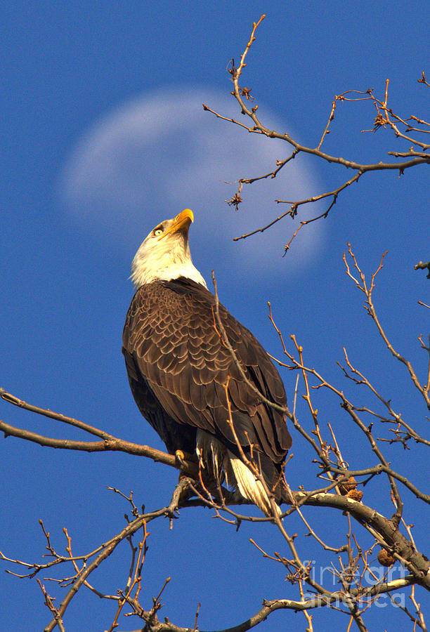 Bald Eagle With a Moon Halo Portrait Photograph by Adam Jewell