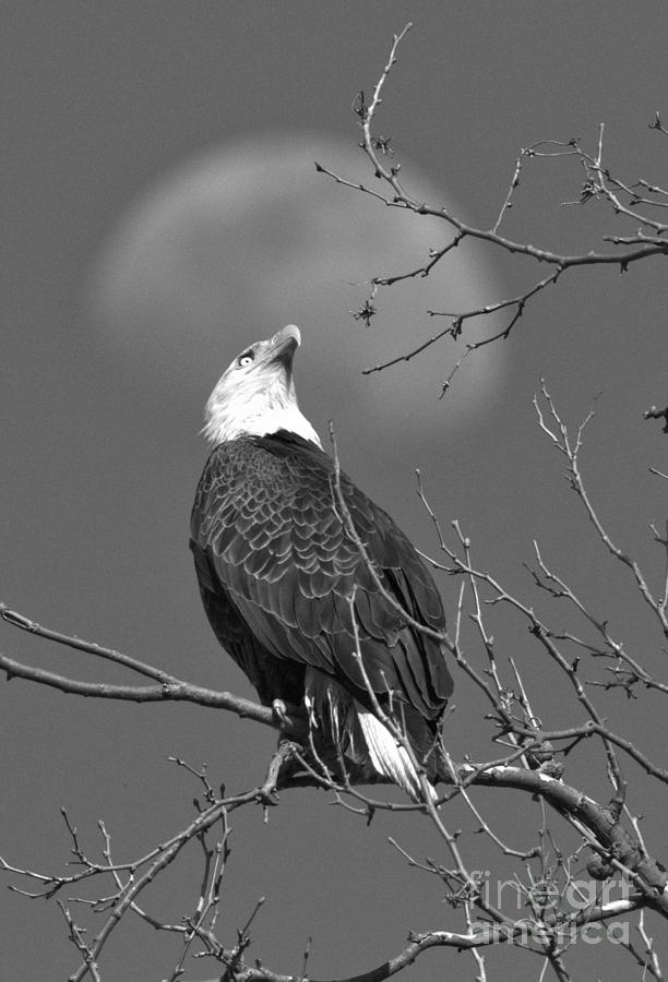 Bald Eagle With a Moon Halo Portrait Black And White Photograph by Adam Jewell