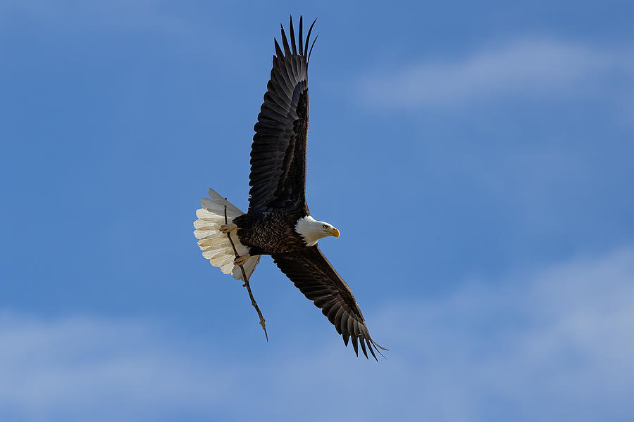 Bald Eagle with a Stick for its Nest Photograph by Tony Hake
