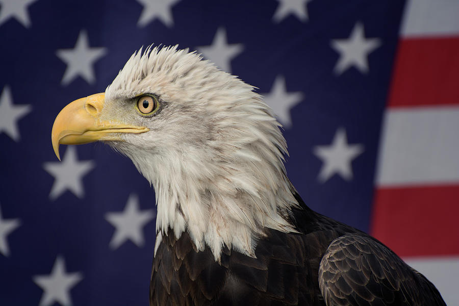 Bald Eagle with American Flag Photograph by Carolyn Hutchins