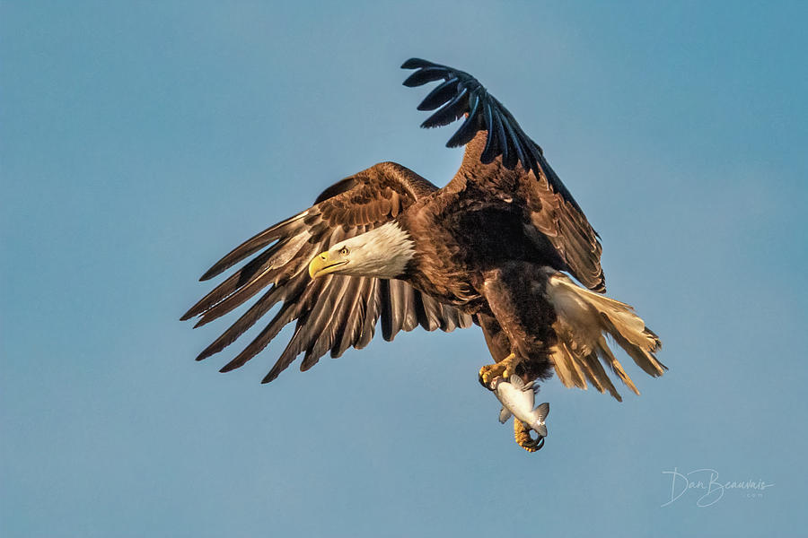 Bald Eagle With Catch #4590 Photograph