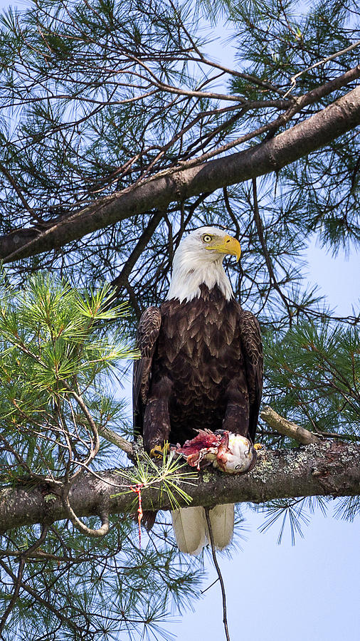 Bald Eagle with Catfish Photograph by Denise Kopko