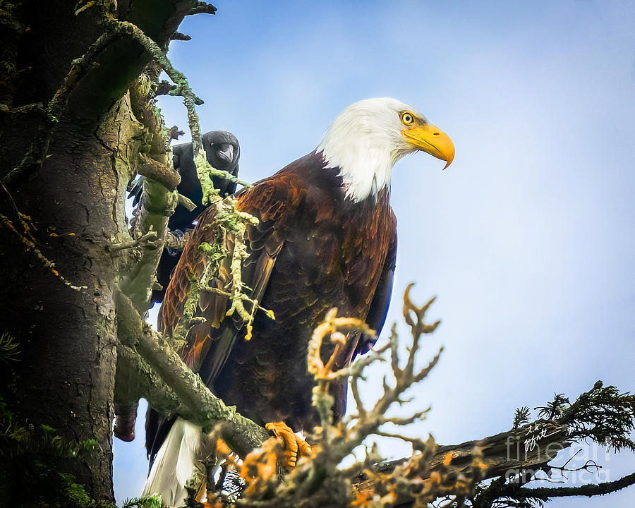 Bald Eagle with Crow Photobomb Photograph by TK Goforth