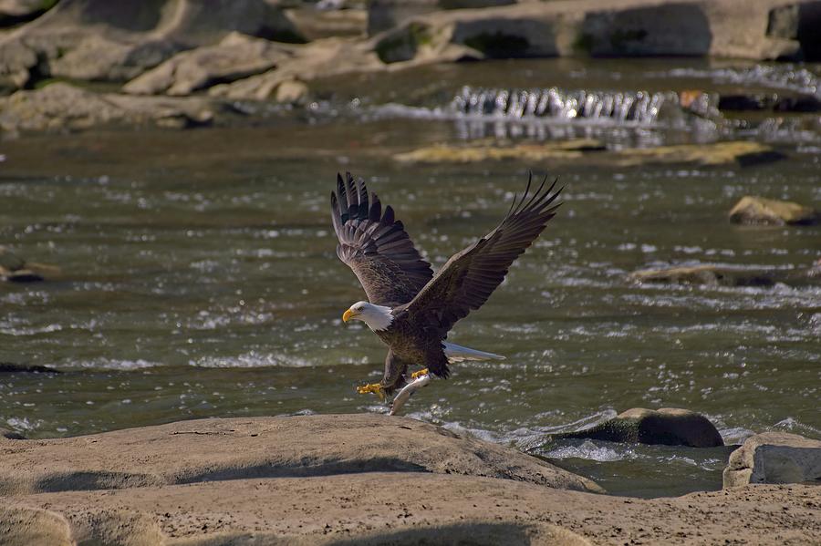 Bald Eagle with Fish 2 Photograph by David Hilty - Pixels