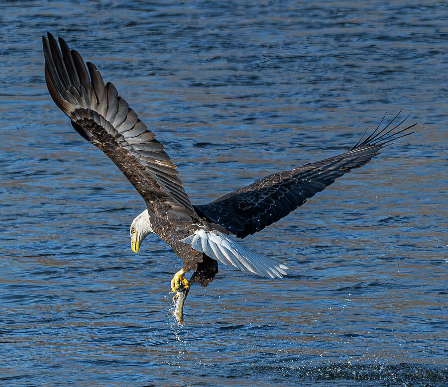 Bald Eagle with fish Photograph by Alan Moore Bald Eagle with fish Photograph by Alan Moore