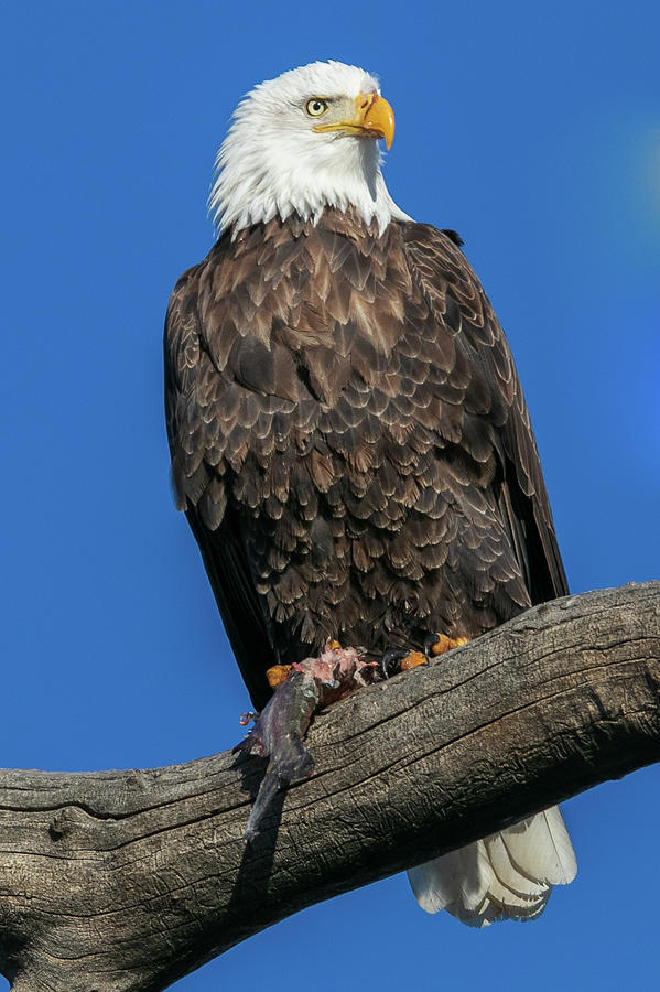 Bald Eagle with Fish Photograph by Dlamb Photography