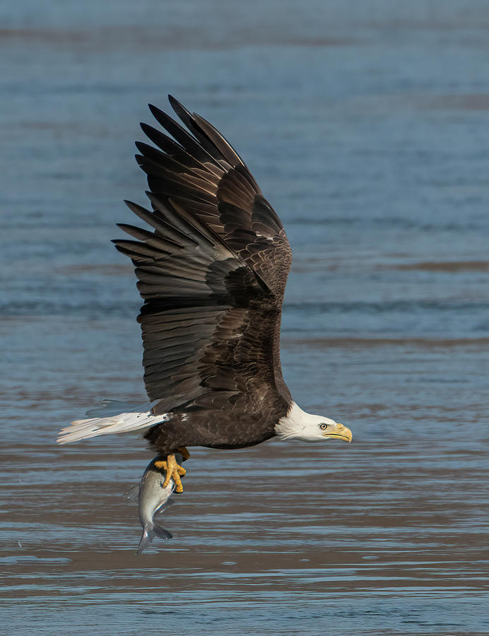 Bald Eagle with fish Photograph by Wade Aiken
