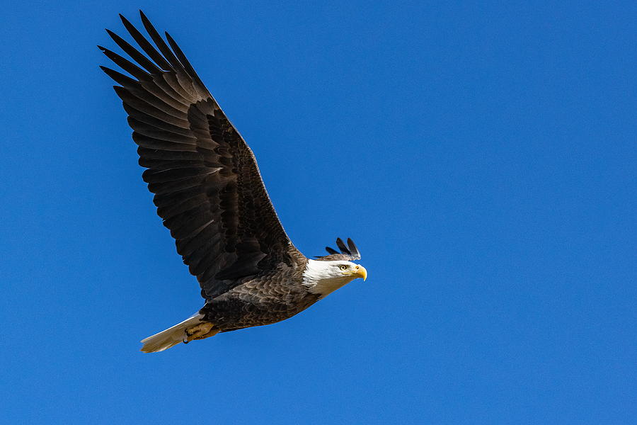 Bald Eagle with its Wings High Photograph by Tony Hake