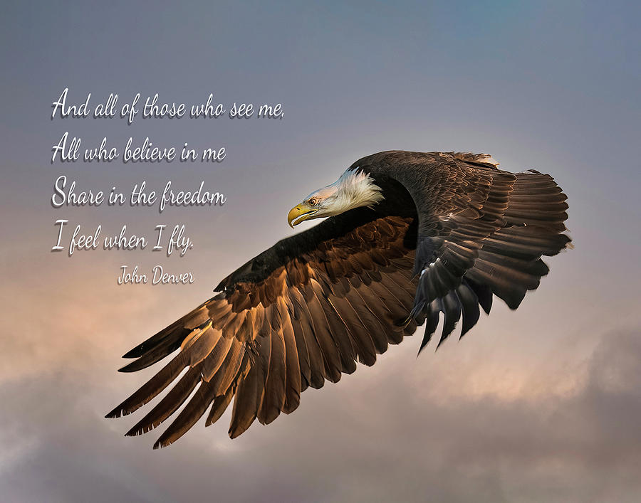 Bald Eagle with John Denver Quote Photograph by Dawn Key