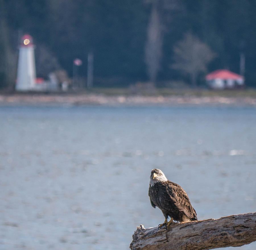 Bald Eagle with Lighthouse in bg Photograph by Will LaVigne