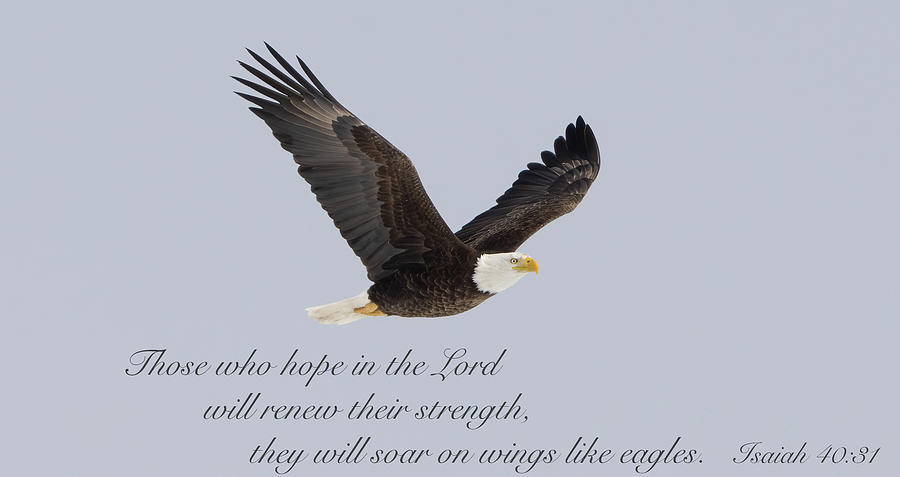 Bald Eagle with Scripture Photograph by Julie Barrick - Fine Art America