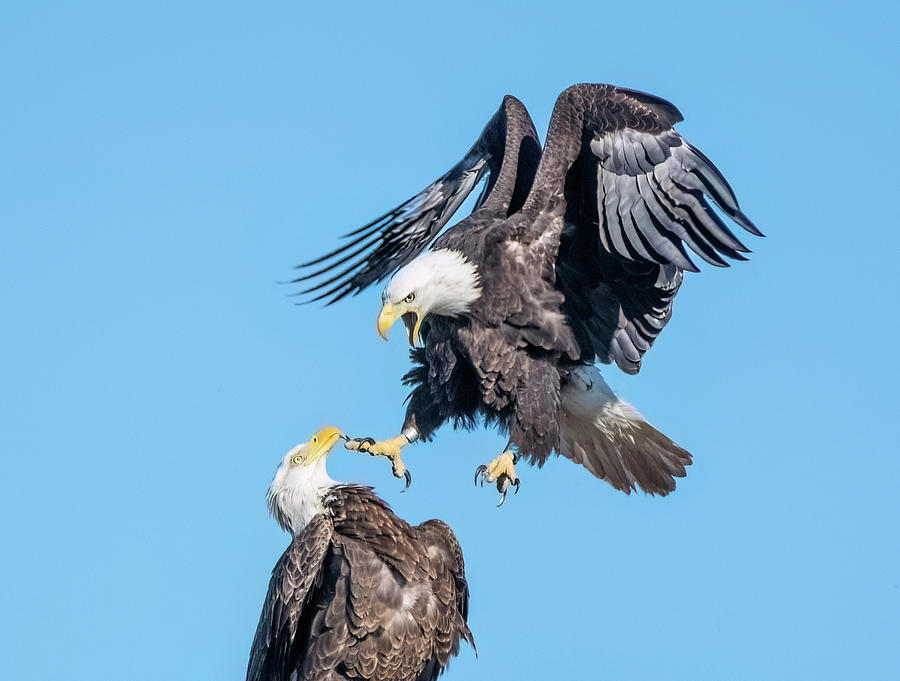 Bald Eagle Photograph - Bald Eagles 6705-022124-2 by Tam Ryan