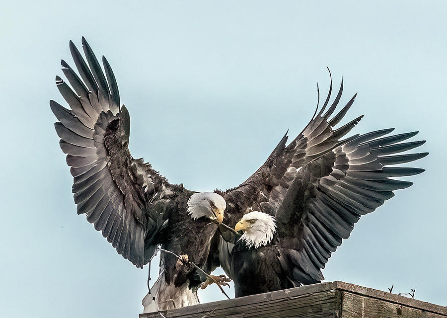 Bald Eagle Photograph - Bald Eagles 7652-022724-2 by Tam Ryan
