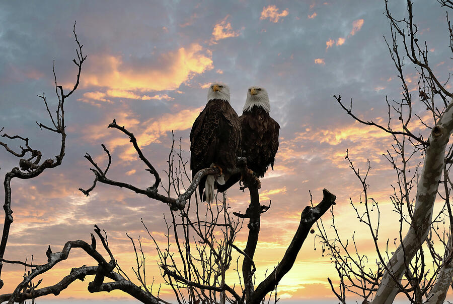 Bald Eagles and a New Day Photograph by Steve Gass - Fine Art America