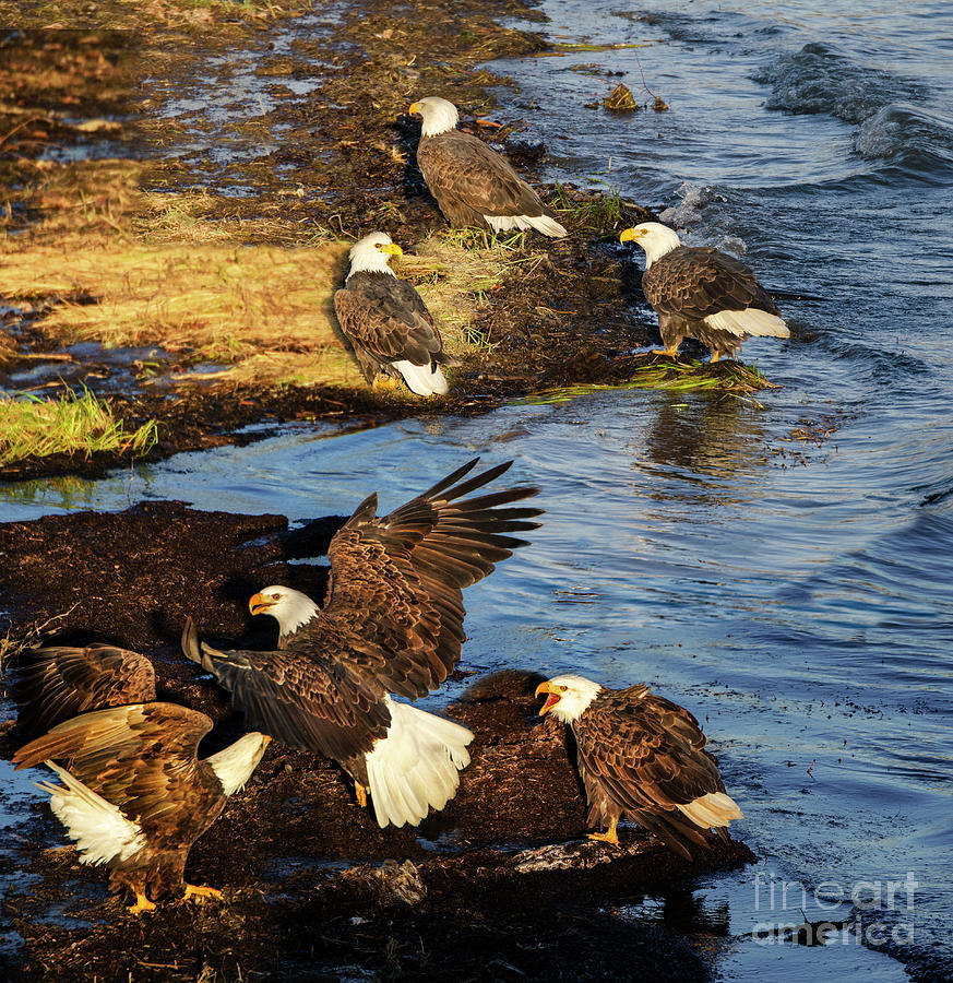 Bald Eagle Photograph - Bald Eagles British Columbia by Bob Christopher