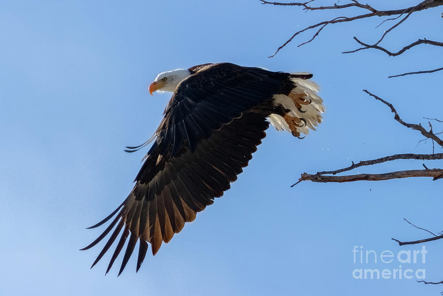 Bald Eagles Exiting Tree Photograph by Steven Krull