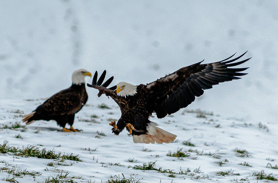 Bald Eagles feeding Photograph by Patrick Boening