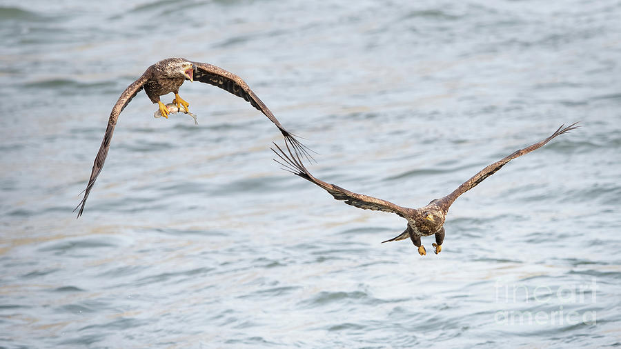 Bald Eagles Fight For Fish Photograph by Rehna George