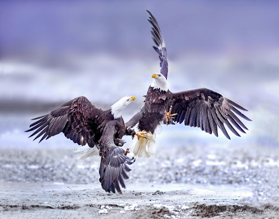 Bald Eagles Fighting Over Breakfast Photograph