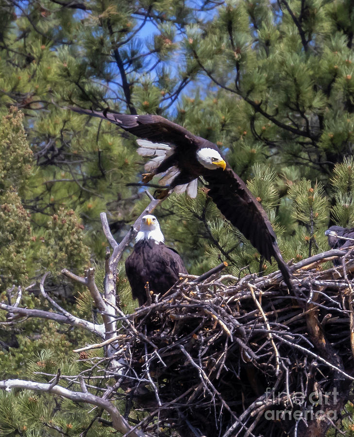 Bald Eagles in Flight Over Nest Photograph by Steven Krull