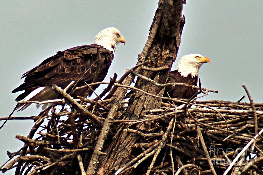 Bald Eagles in Nest Photograph by Charlene Adler