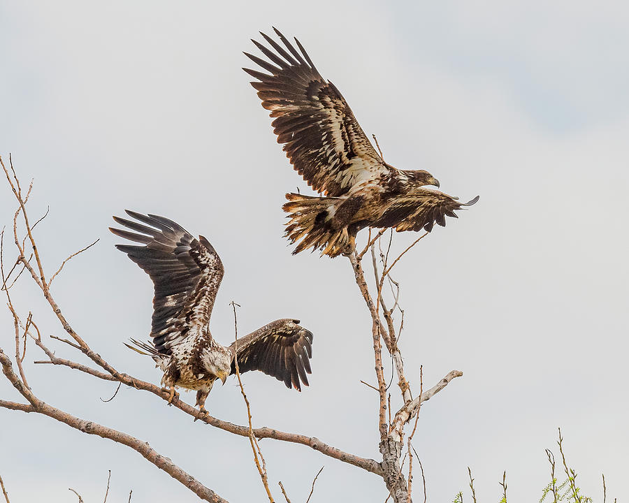 Bald Eagle Photograph - Bald Eagles In Springtime by Morris Finkelstein