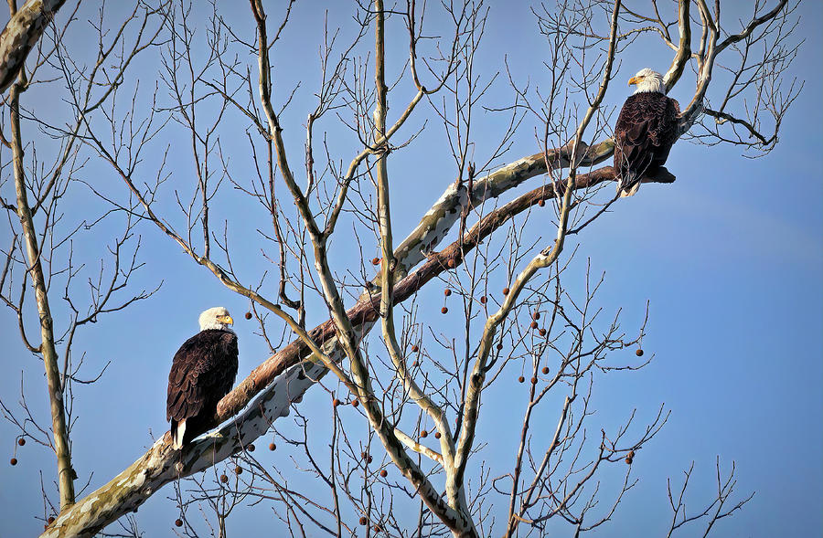 Bald Eagles in Sycamore Photograph by Francis Sullivan - Pixels