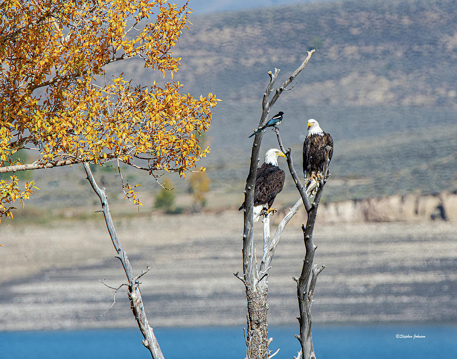 Bald Eagles Looking at Magpie Photograph by Stephen Johnson