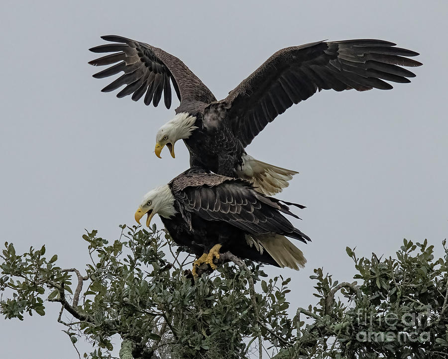 Bald Eagles Mating Photograph By Dale Erickson - Pixels