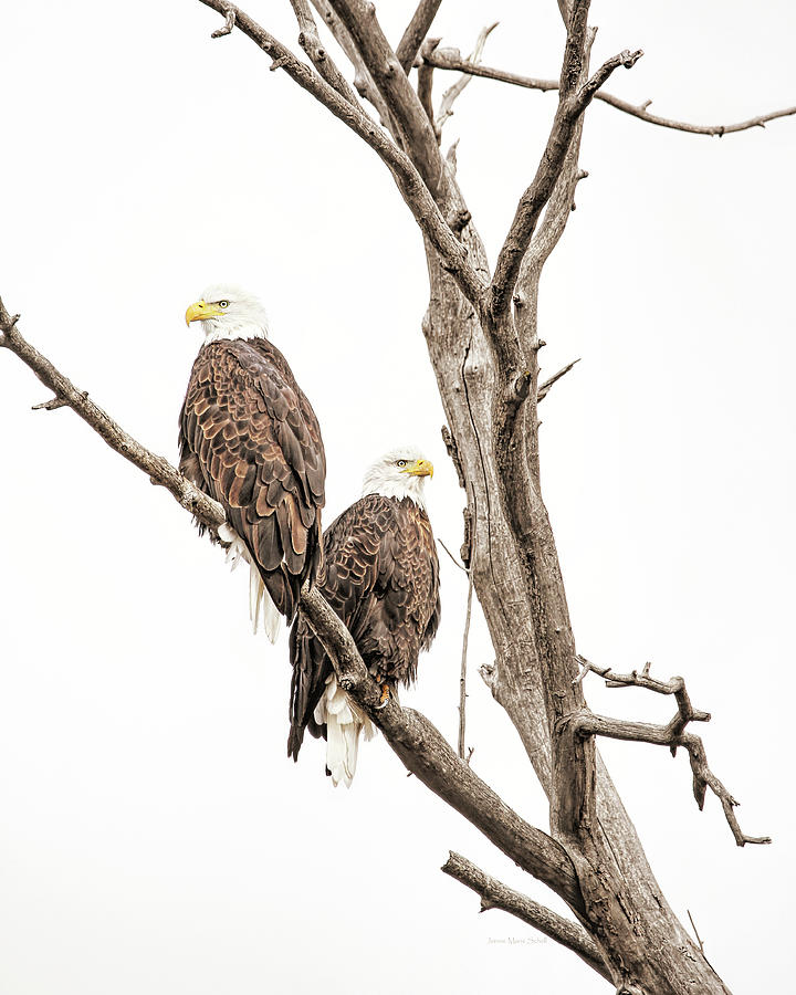 Bald Eagles Montana Winter Photograph by Jennie Marie Schell