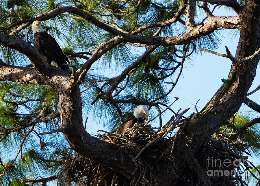 Bald Eagles Nesting Along the Anclote Trail Photograph by L Bosco