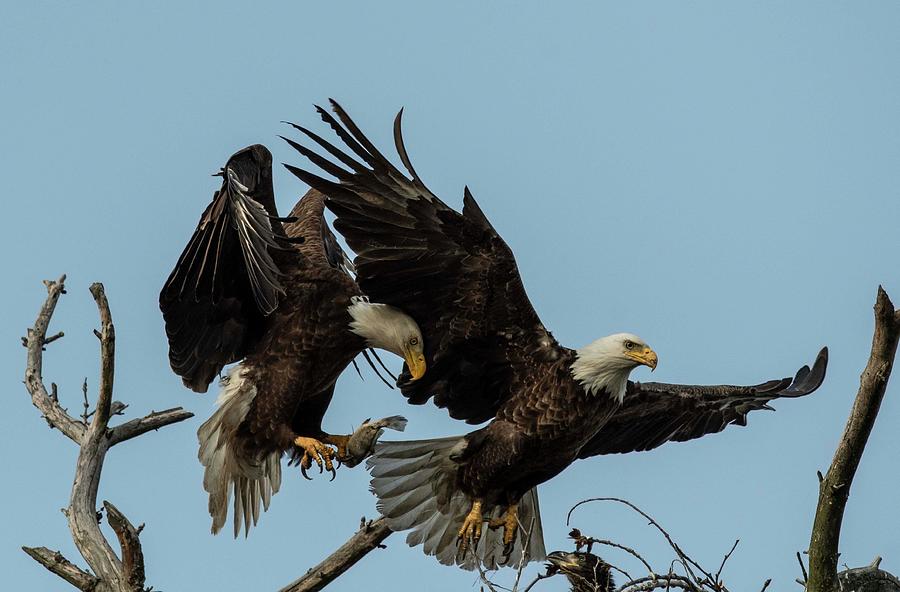 Bald Eagles Nesting Photograph by David Bearden - Fine Art America