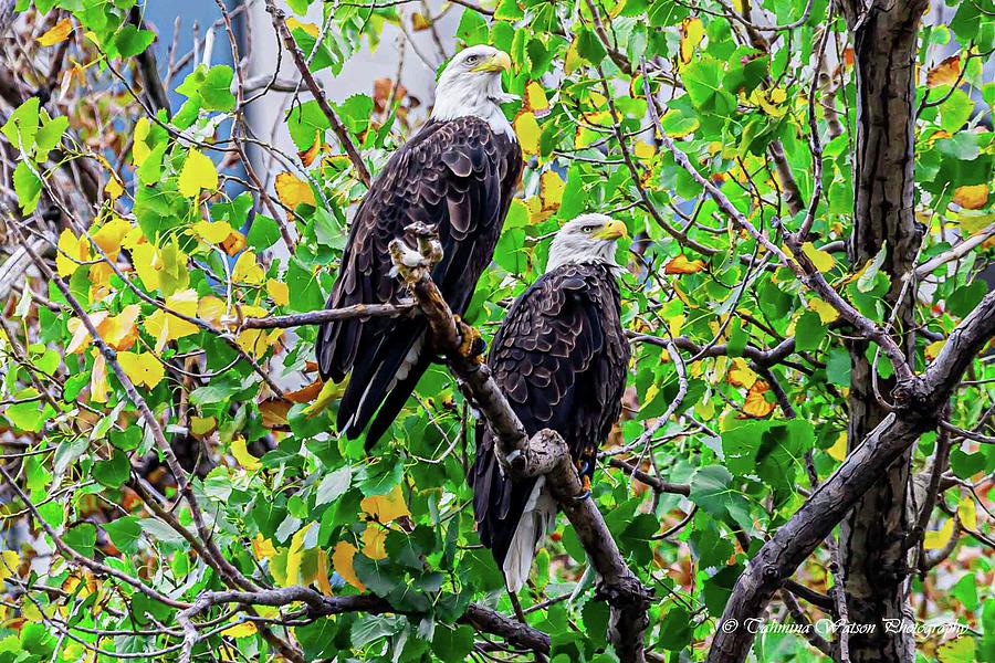Bald Eagles of the Mississippi River Photograph by Tahmina Watson