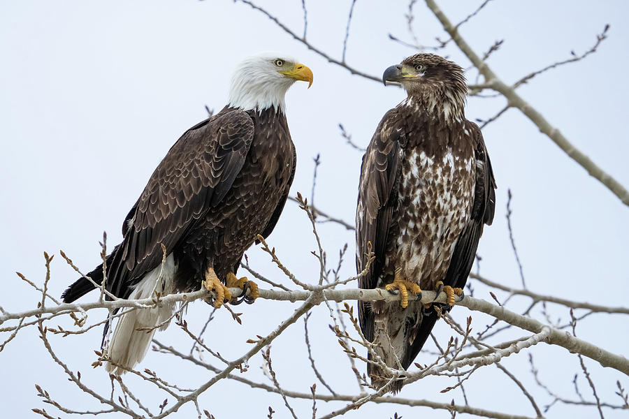 Bald Eagles on Branch Photograph by Wesley Aston