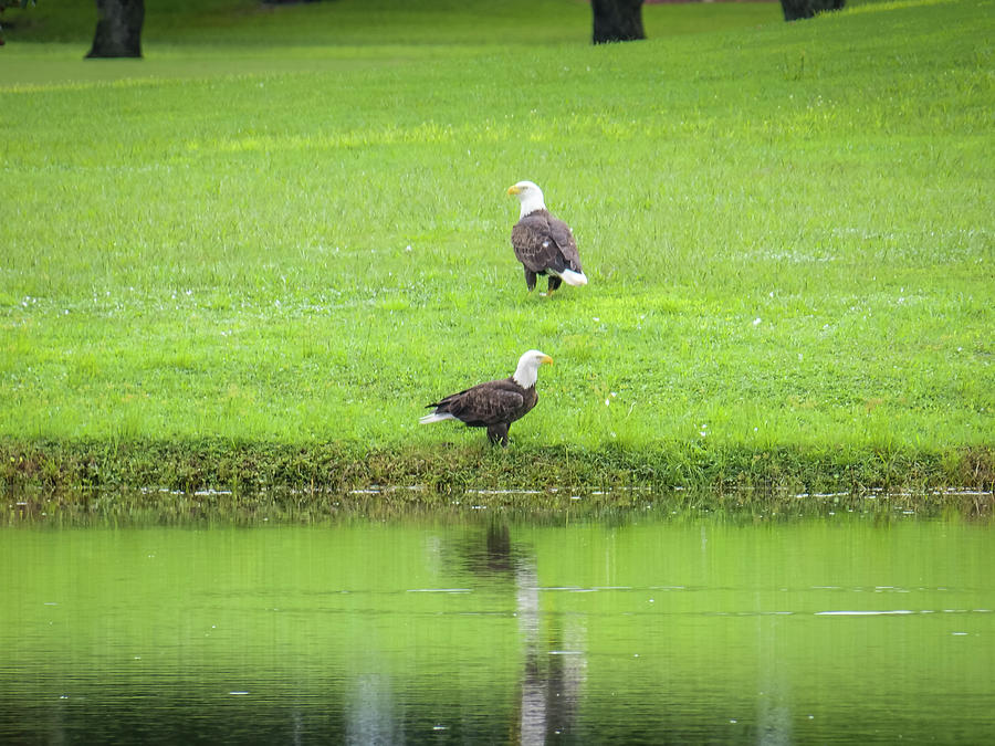 Bald Eagles on Shore of Pond Photograph by Anthony George Visuals ...