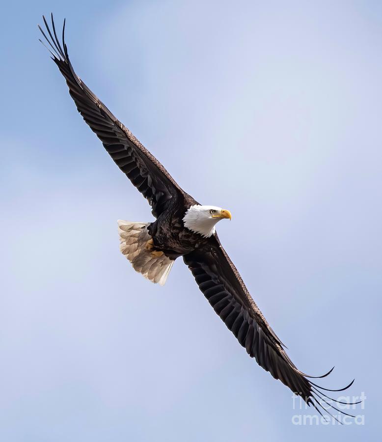 Bald Eagles on the Fox - 1 Photograph by David Bearden