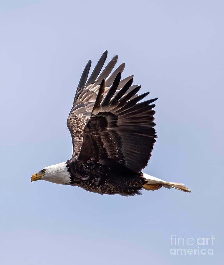 Bald Eagles on the Fox - 4 Photograph by David Bearden