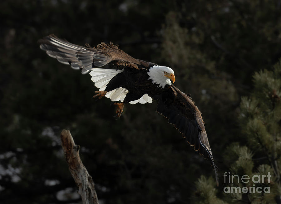 Bald Eagles on the Hunt Photograph by Steven Krull